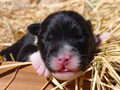 Les chiots de Berger Australien