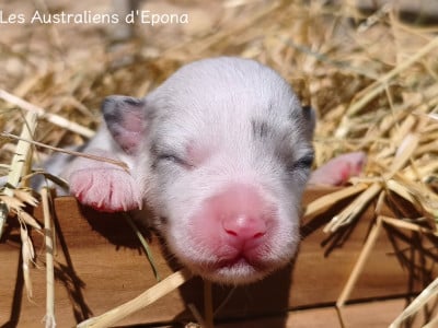 Les chiots de Berger Australien