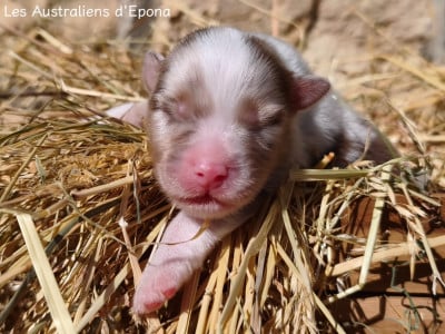 Les chiots de Berger Australien