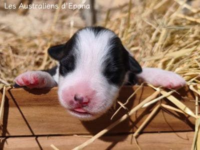 Les chiots de Berger Australien