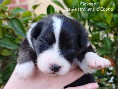 Les chiots de Berger Australien