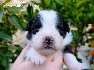 Les chiots de Berger Australien