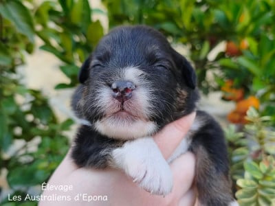 Les chiots de Berger Australien
