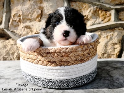 Les chiots de Berger Australien
