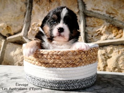 Les chiots de Berger Australien
