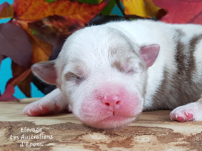 Les chiots de Berger Australien