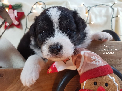 Les chiots de Berger Australien