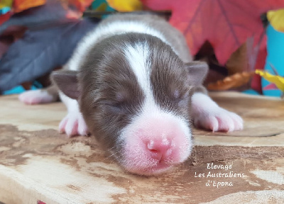 Les chiots de Berger Australien