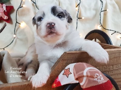 Les chiots de Berger Australien