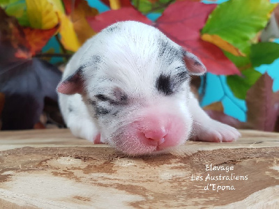 Les chiots de Berger Australien