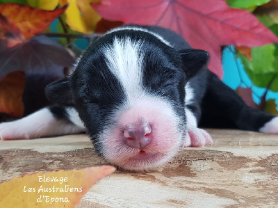Les chiots de Berger Australien