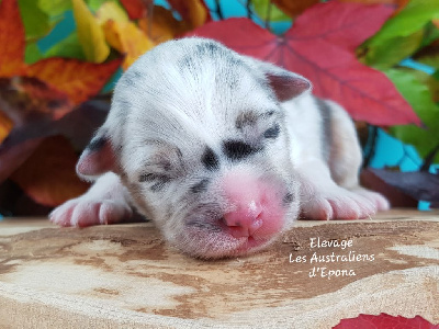 Les chiots de Berger Australien