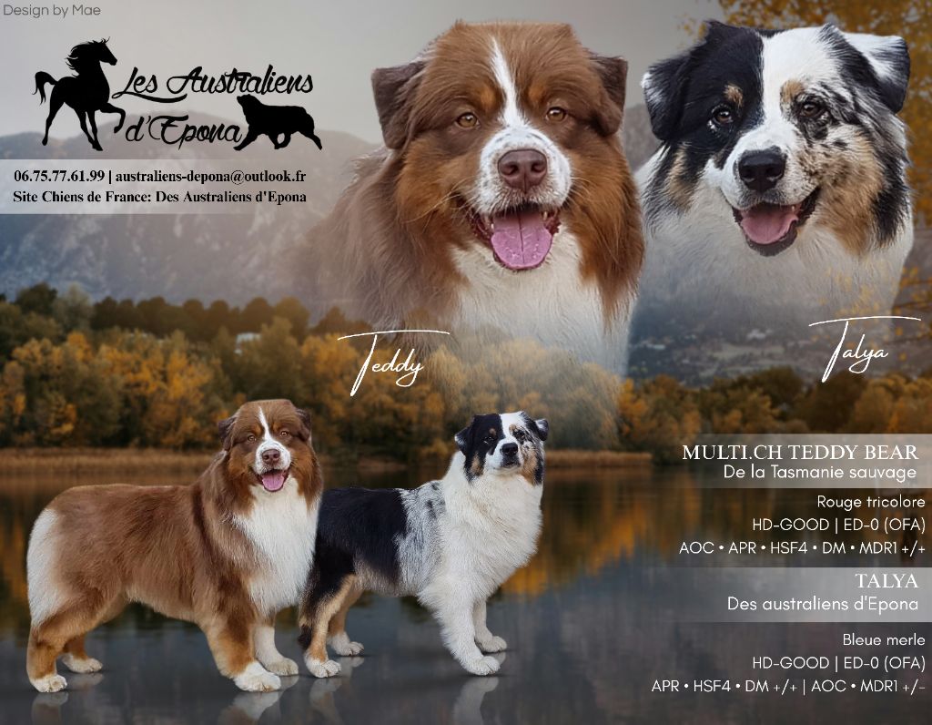 Berger Australien - Des Australiens d'Epona