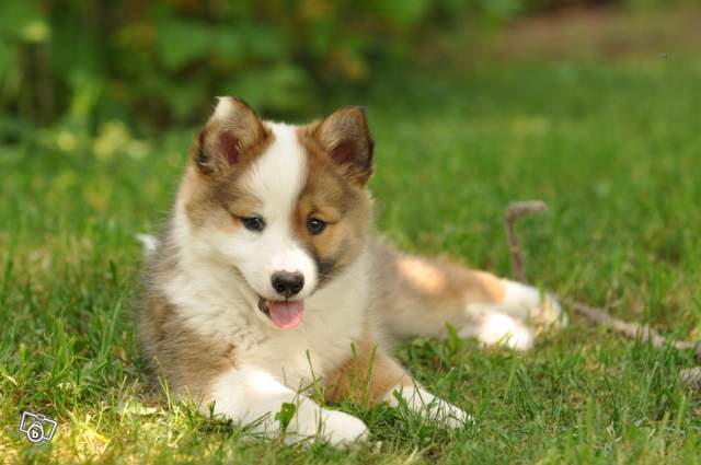 Publication : Fra Valhalla