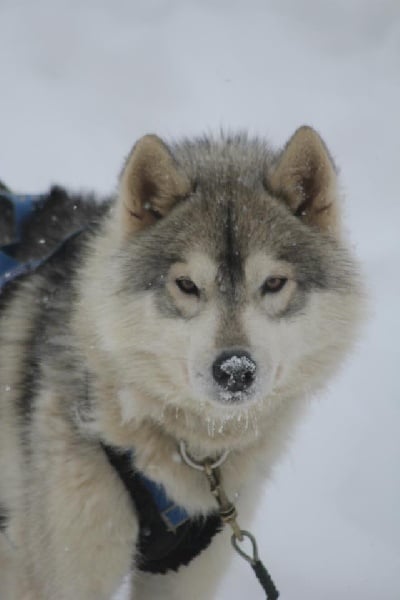 Publication : de la Vallee de L'Or Bleu