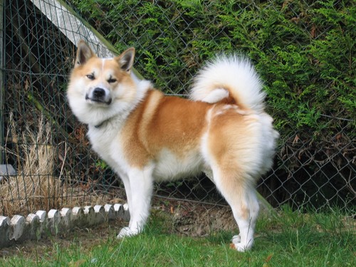 Publication : Fra Valhalla