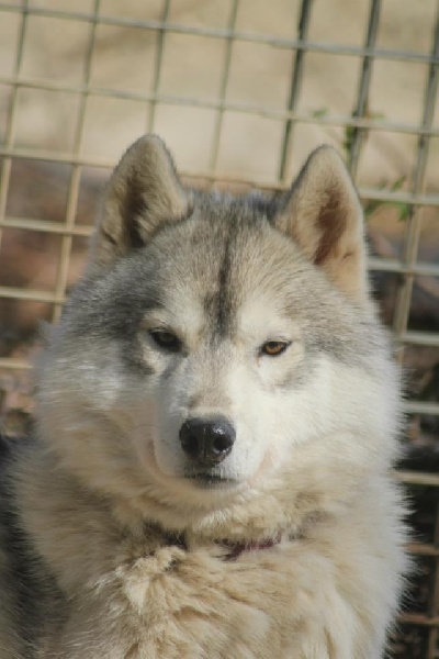 Publication : de la Vallee de L'Or Bleu