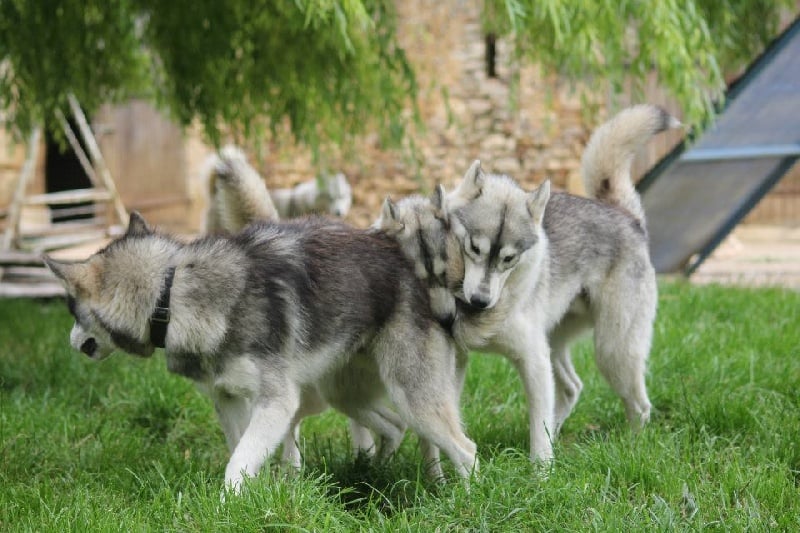 Publication : de la Vallee de L'Or Bleu