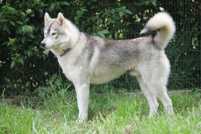 Publication : de la Vallee de L'Or Bleu