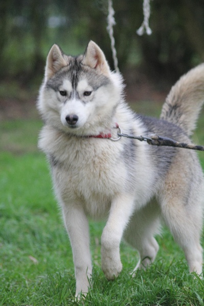 Publication : de la Vallee de L'Or Bleu