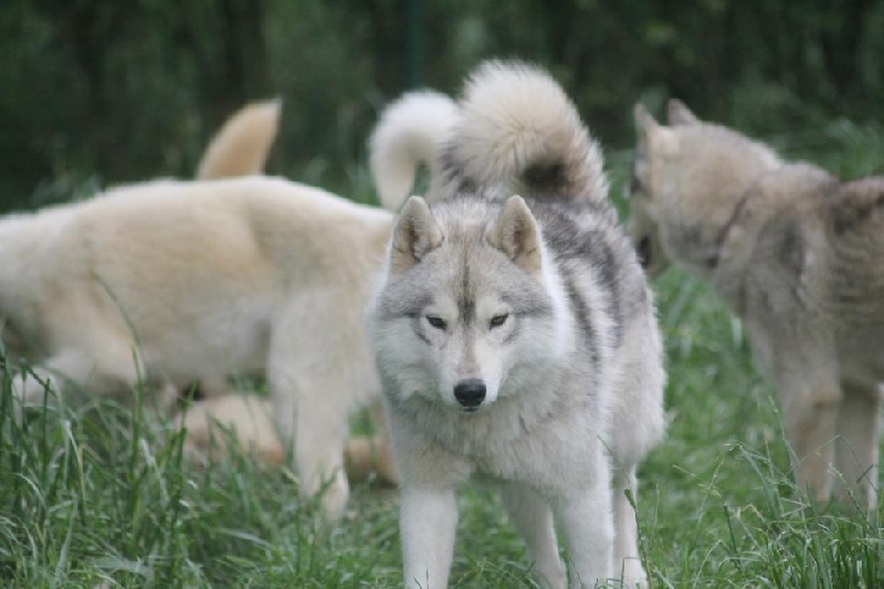 Publication : de la Vallee de L'Or Bleu