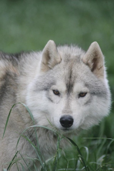 Publication : de la Vallee de L'Or Bleu