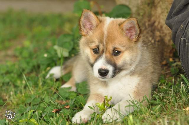 Publication : Fra Valhalla