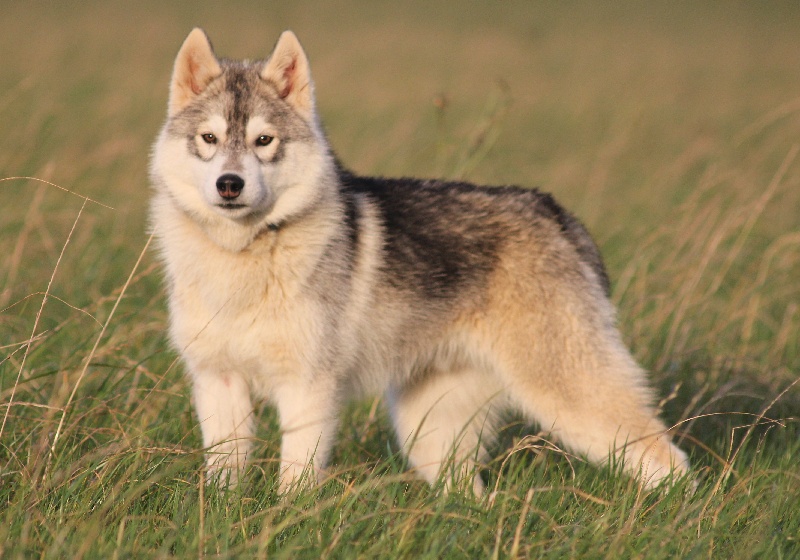 Publication : de la Vallee de L'Or Bleu