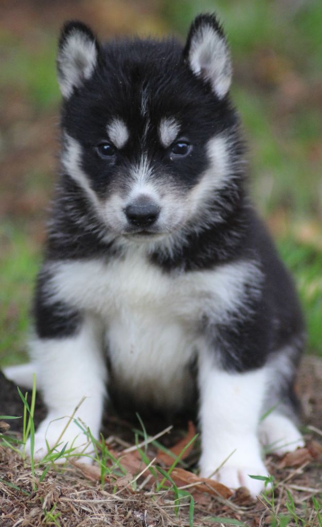 Siberian Husky
