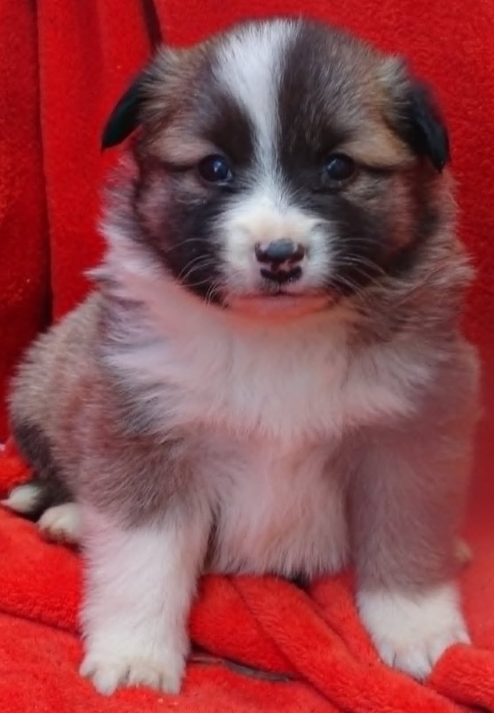 Chiot N°1 - Berger islandais