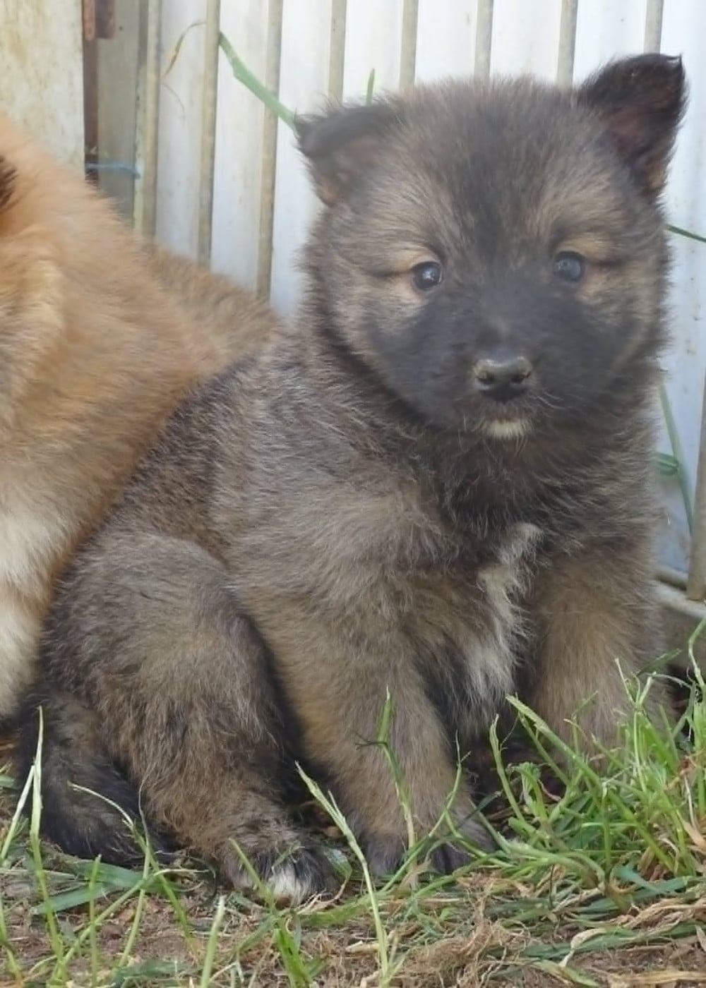 Chiot N°2 - Berger islandais