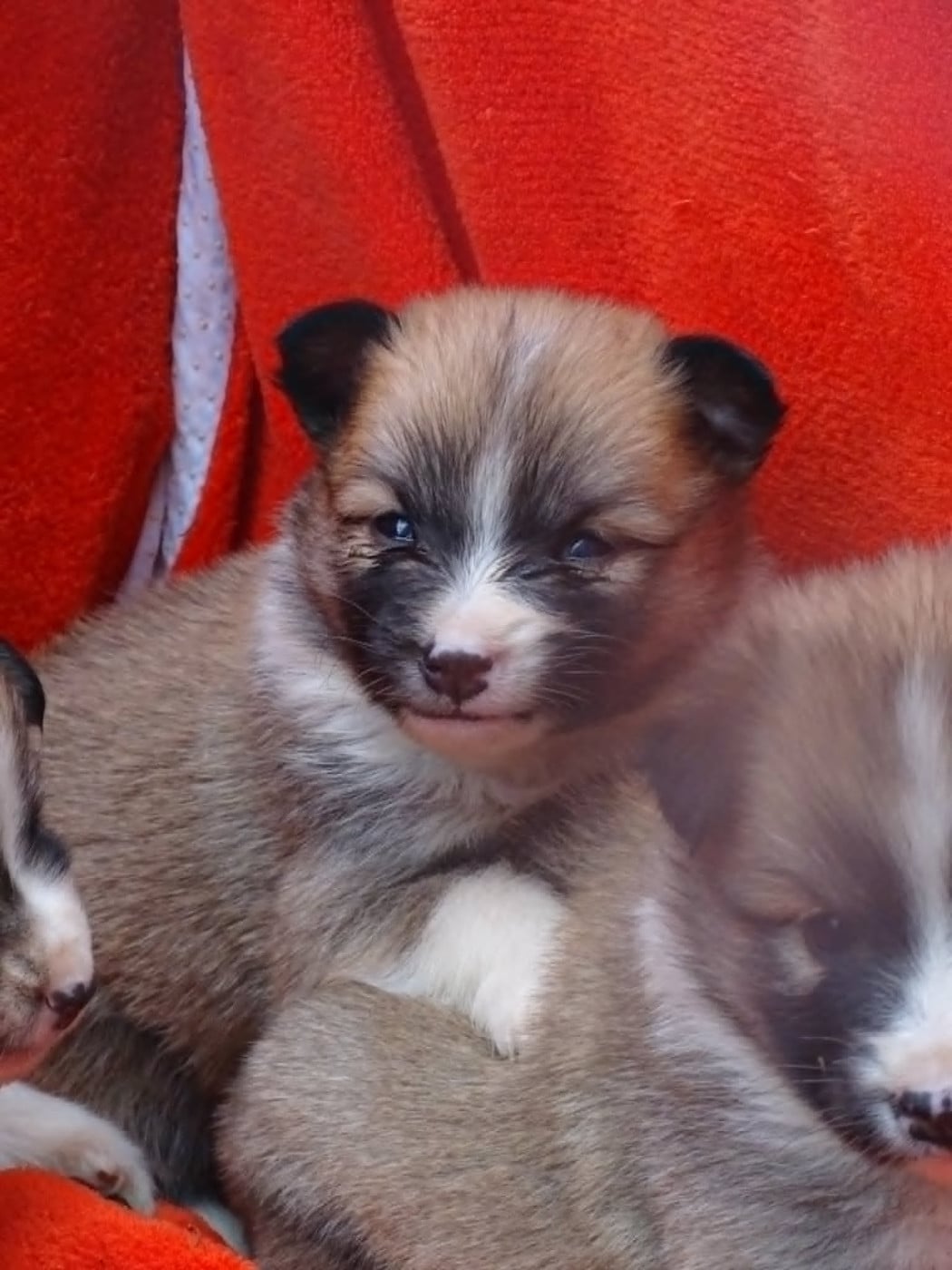 Chiot N°3 - Berger islandais