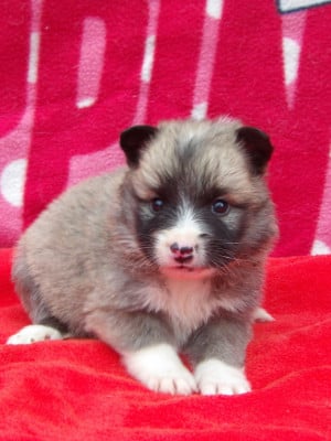 Les chiots de Berger islandais