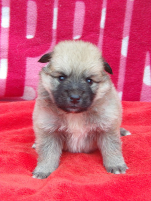 Les chiots de Berger islandais