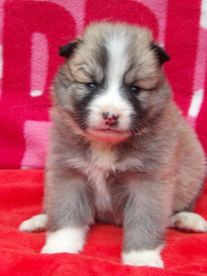 Les chiots de Berger islandais