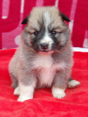 Les chiots de Berger islandais