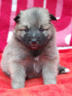 Les chiots de Berger islandais