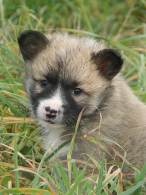 Les chiots de Berger islandais