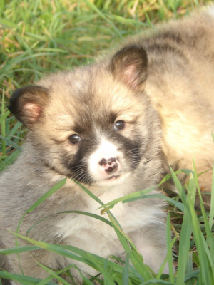 Les chiots de Berger islandais