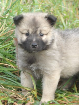 Les chiots de Berger islandais