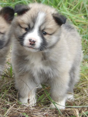 Les chiots de Berger islandais