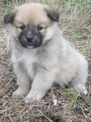 Les chiots de Berger islandais