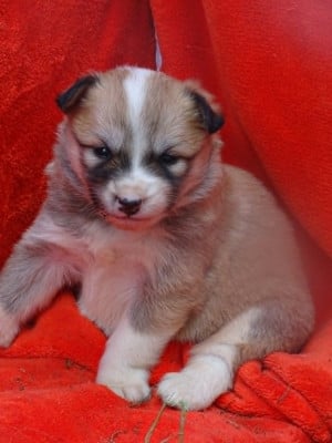 Les chiots de Berger islandais