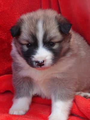 Les chiots de Berger islandais