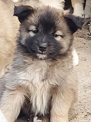 Les chiots de Berger islandais