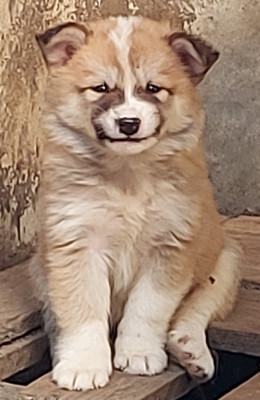 Les chiots de Berger islandais