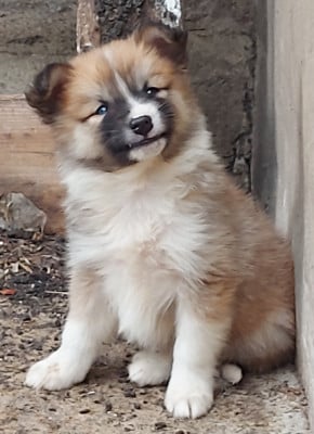 Les chiots de Berger islandais