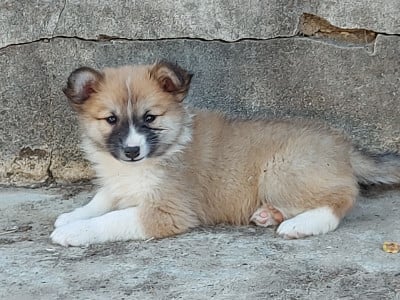 Les chiots de Berger islandais
