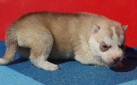 Siberian Husky - de la Vallee de L'Or Bleu