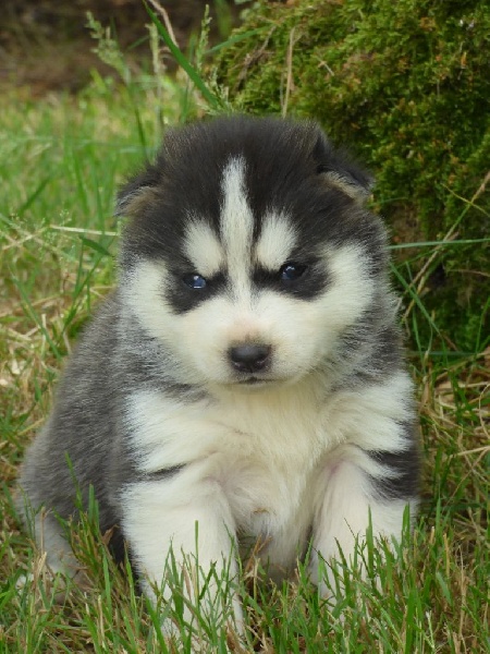 Chiot Elevage De La Vallee De Lor Bleu Eleveur De